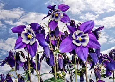 Blue Columbine