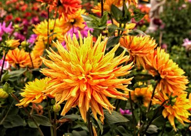 Beautiful yellow dahlia in a garden of plants