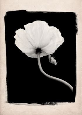 A black and white studio still life of a flowering popp ... 