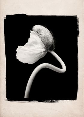 A black and white studio still life of a poppy beginnin ... 