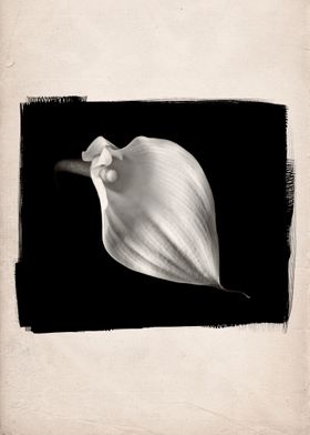 A black and white photographic still life of a Flowerin ... 
