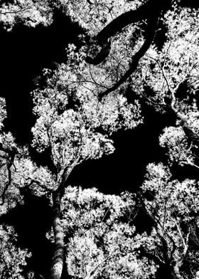 tree tops in abstrace monochrome