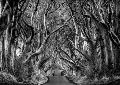 An avenue of trees