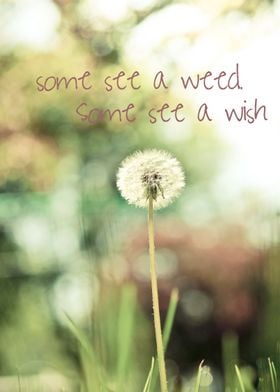 Some see a weed, some see a wish