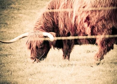 Highland bull