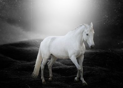 The  White Horse     By Chrissie Judge 