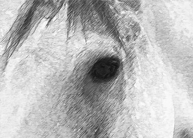 Eye of the horse digital pencil sketch.