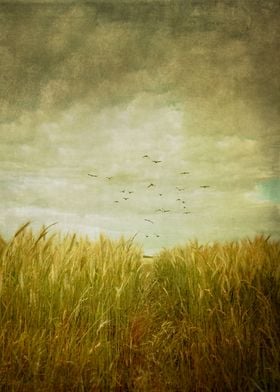 Vintage Wheat Field