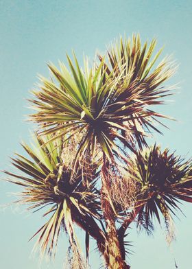 Palm