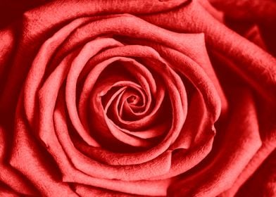 Close-up shot of a red flower.