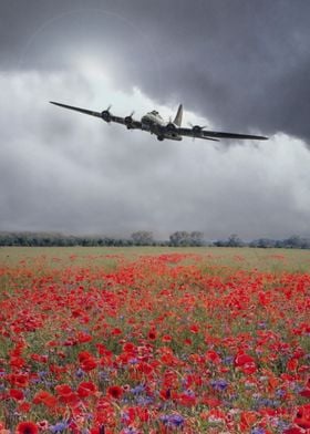 A single B17 Bomber over a field of flowering Poppies.  ... 