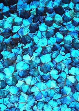 Blue butterfly wings chaos