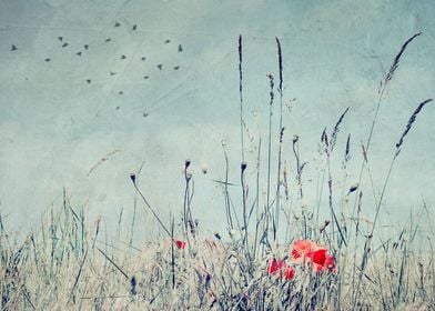 Red poppies in a field