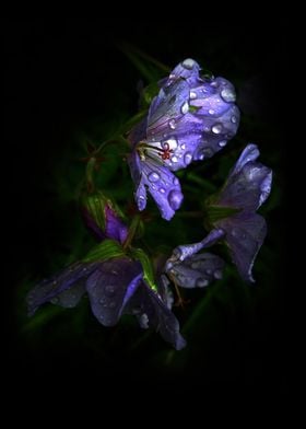 Meadow Cranesbill