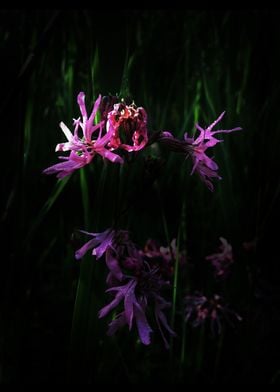 Ragged Robin