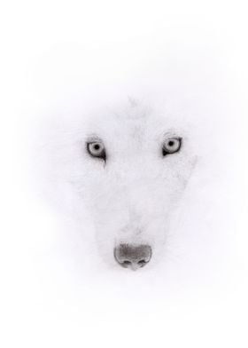 Wolf Portrait - Charcoal