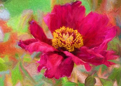 peony in the garden