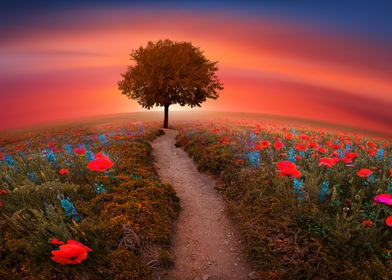 The Little red tree By chrissie Judge 