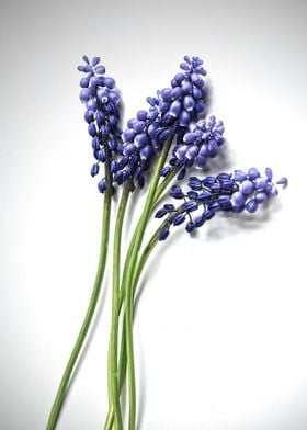 Hyacinth