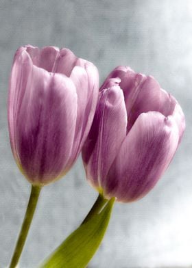 Delicate Tulips