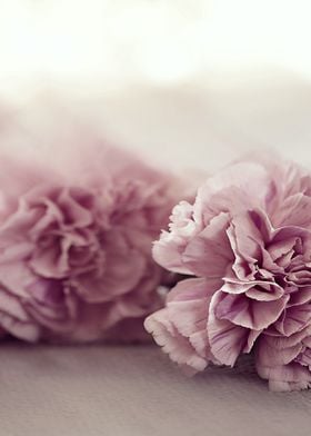 Pastel Pink Carnations