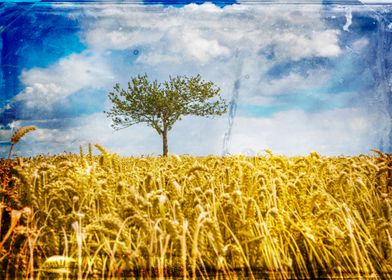 A single tree in wheat