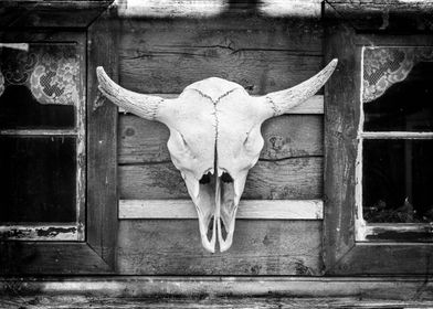 A Buffalo Skull on an old 