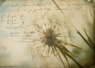 old letter with white dandelion 