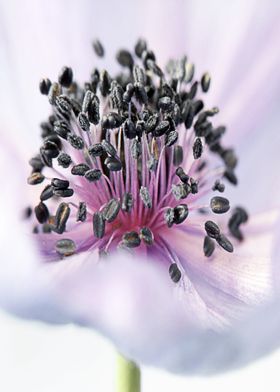 The Anemone