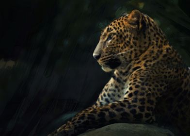Leopard Oil / Draw 