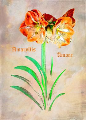 Amaryllis Love What's not to like in these giant bulbs? ... 
