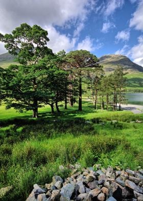 The famous pine trees at Buttermere in the Lake Distric ... 