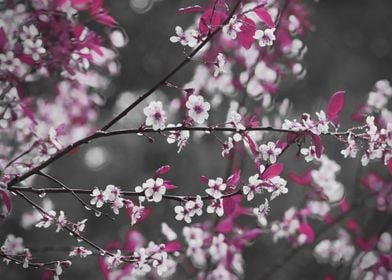 Flowering Cherry Blossoms in Bright Plum Pink, White, B ... 