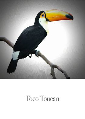 A Toco Toucan in chalk.