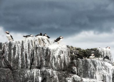 a six image panorama of Puffins shot from the deck of t ... 