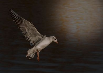 Young black headed gull over water in the moonlight.  