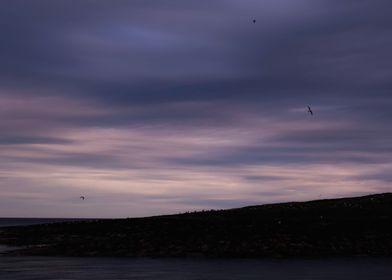 birds in flight in the evening light 