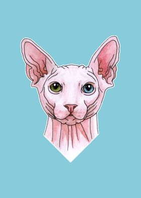Sphynx cat portrait