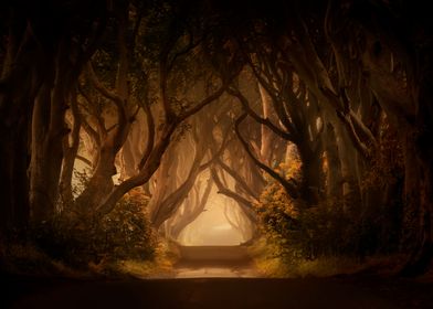 Sunny morning in Dark Hedges, Ireland