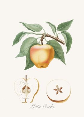 An Italian apple Mela Carla illustrated.