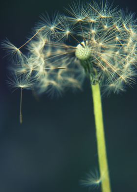 a small dandelion, with its tiny parachutes.