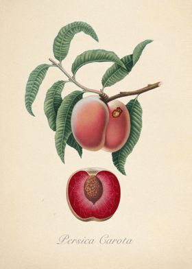A peach illustration, Persica Carota, Italian fruit. 