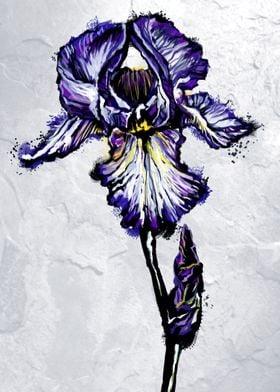 Iris