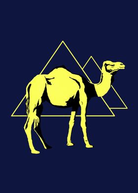 Desert Nights - Camelus dromedarius