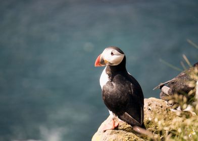 A puffin on the edge of a cliff in Latrabjarg, Iceland. ... 