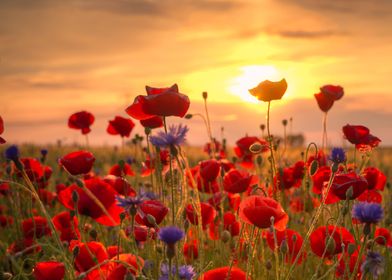 Poppyfield at Sunset