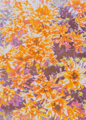 Orange and Purple Mum Flowers by Lisa Guen Design