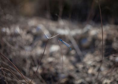 Small, blue dragonfly perched on a twig.