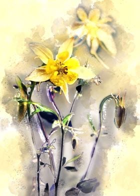 Yellow columbines. Digital artwork