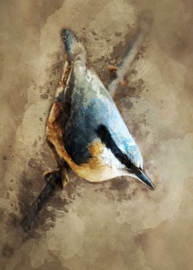 Small nuthatch on the branch - digital artwork